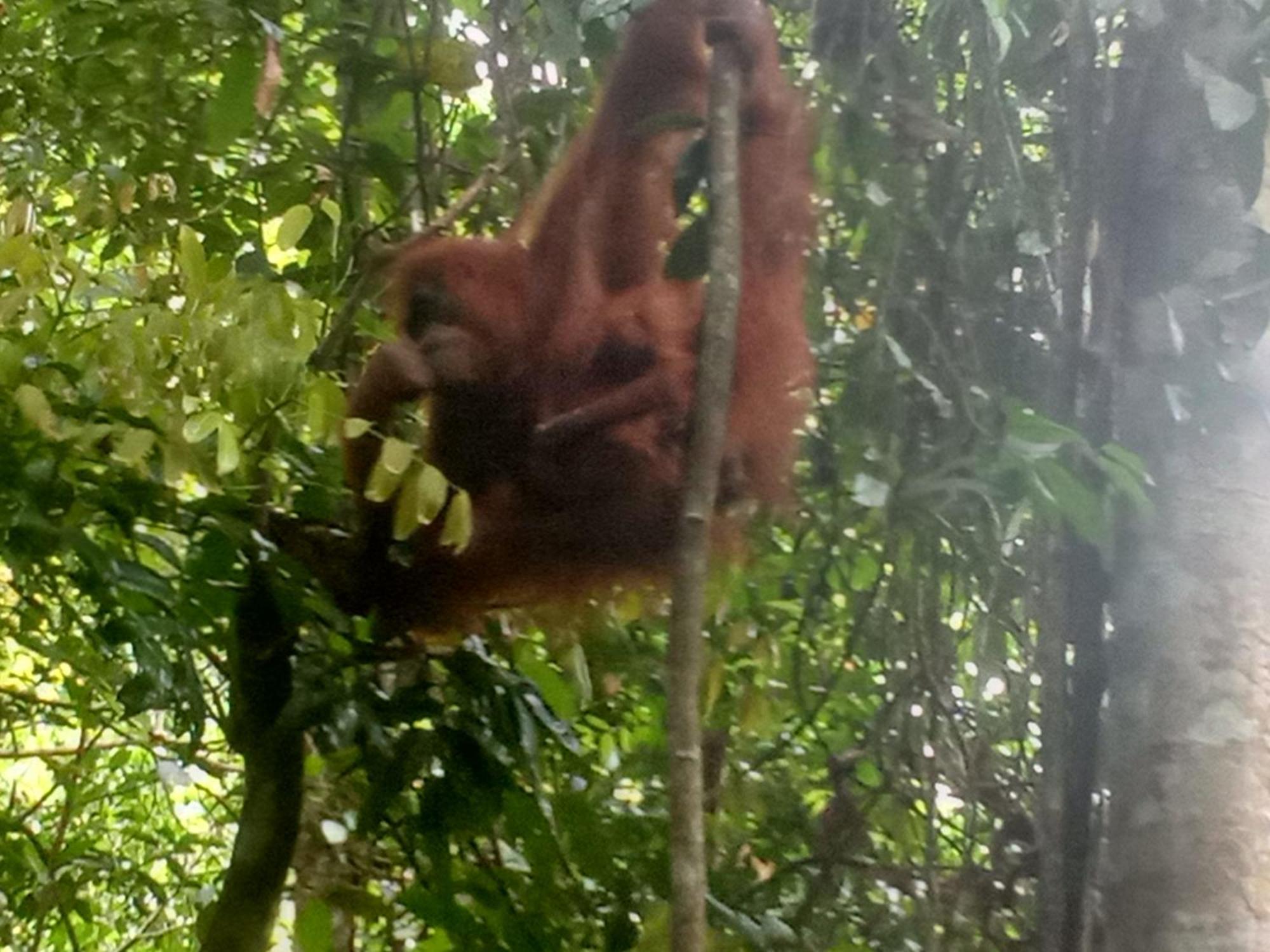 Jungle Treking & Jungle Tour If You Want To Stay Here,You Must Book Treking Only With Us Bukit Lawang Exterior photo