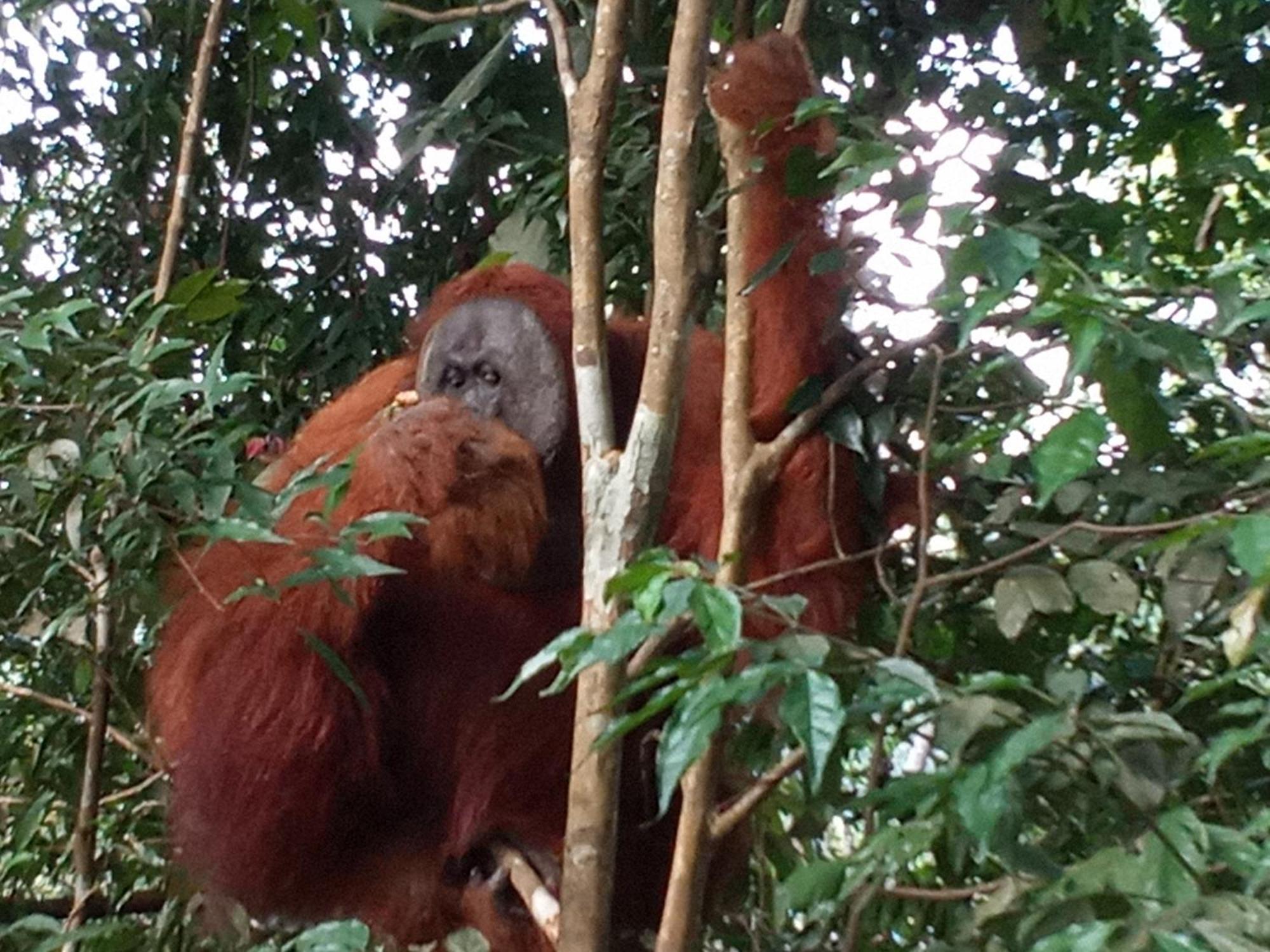 Jungle Treking & Jungle Tour If You Want To Stay Here,You Must Book Treking Only With Us Bukit Lawang Exterior photo
