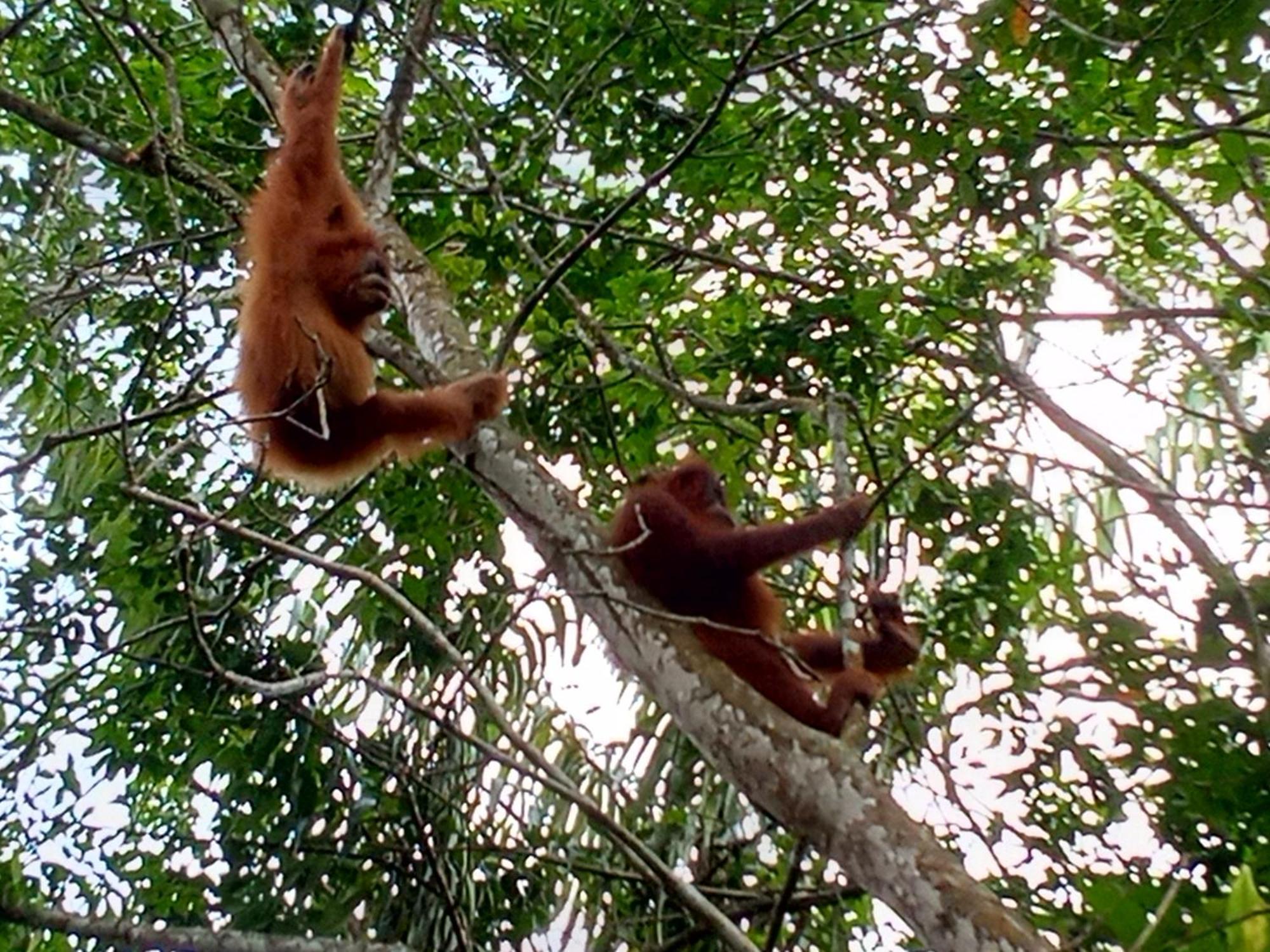 Jungle Treking & Jungle Tour If You Want To Stay Here,You Must Book Treking Only With Us Bukit Lawang Exterior photo