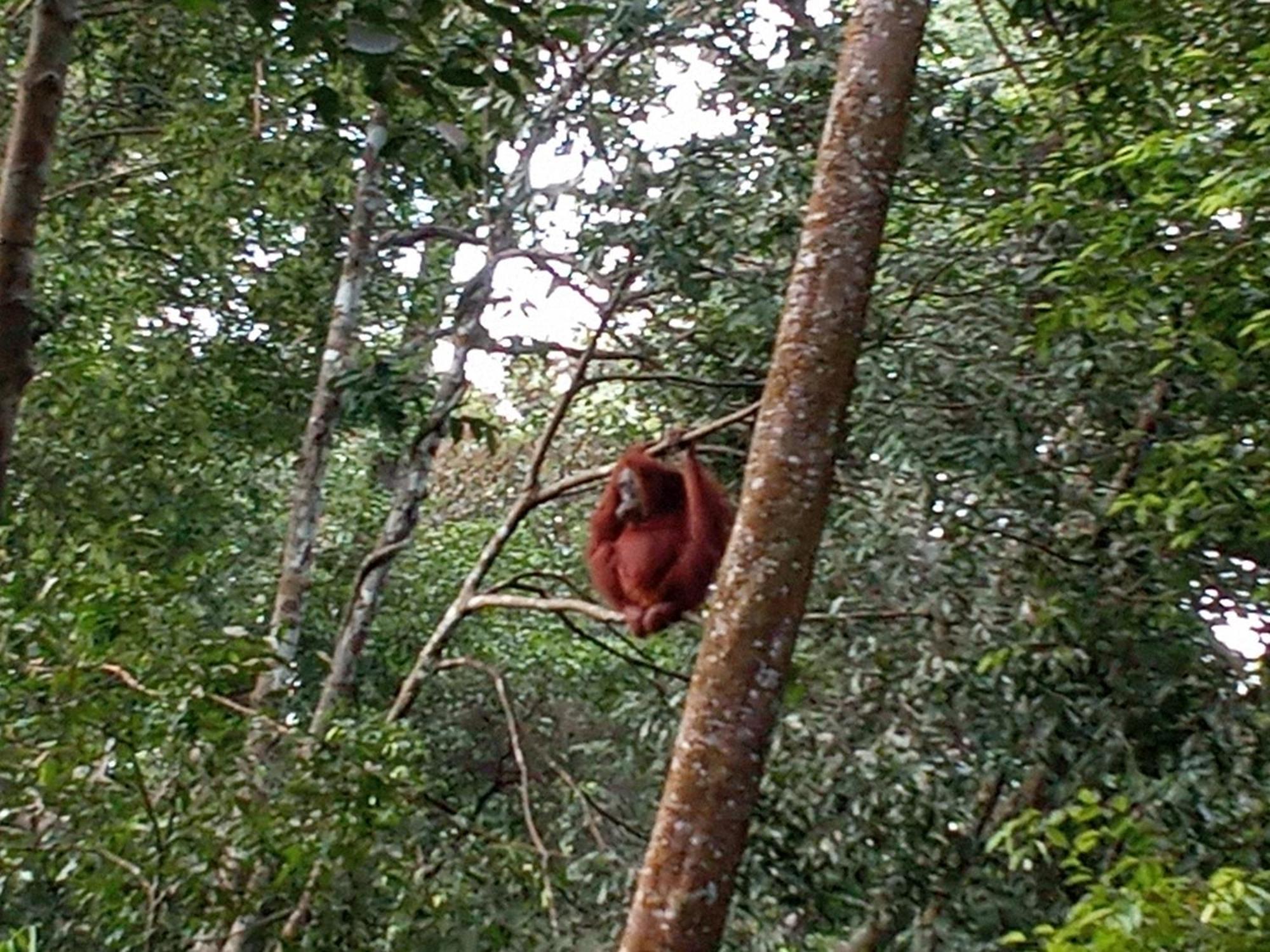 Jungle Treking & Jungle Tour If You Want To Stay Here,You Must Book Treking Only With Us Bukit Lawang Exterior photo