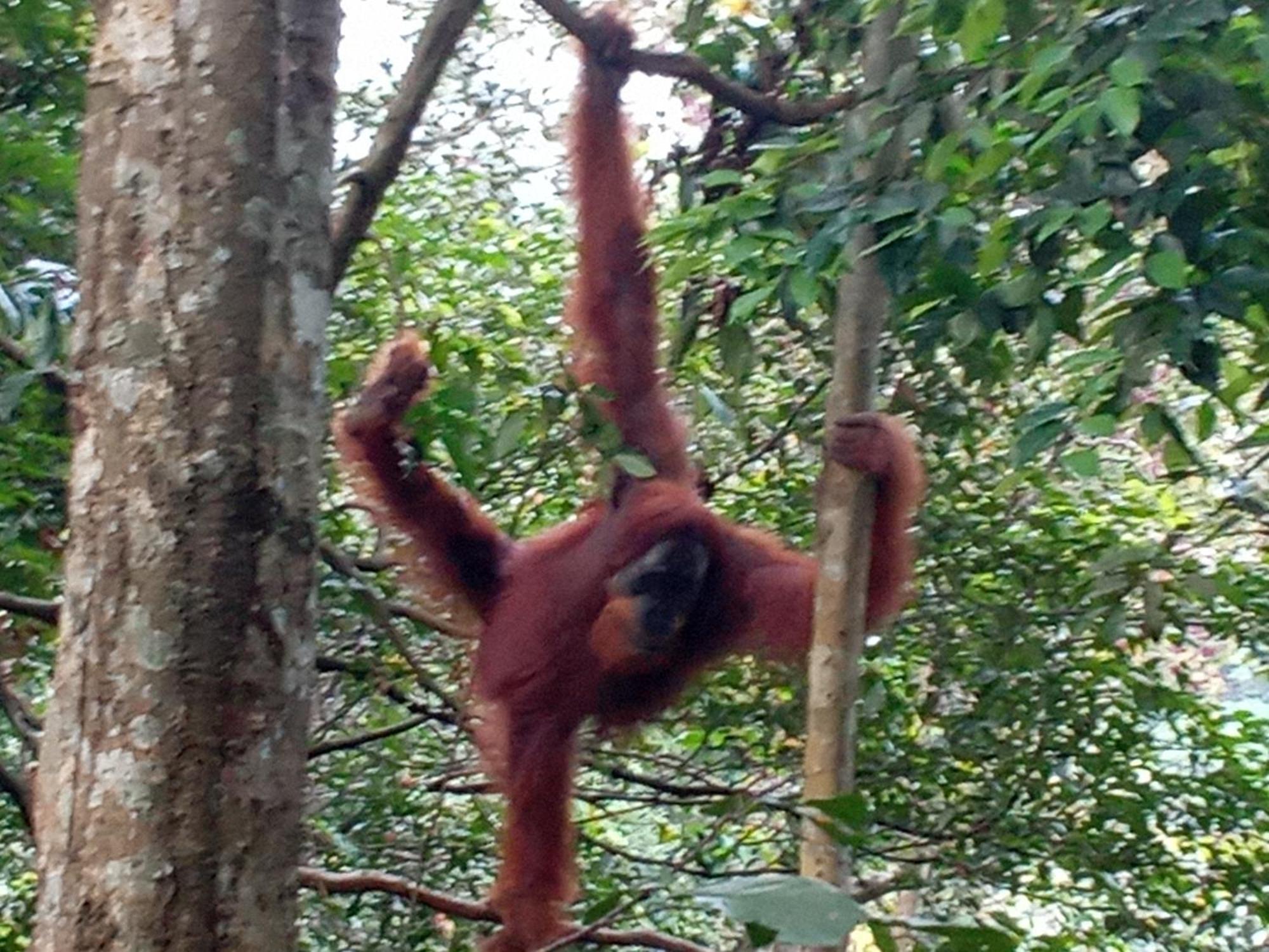 Jungle Treking & Jungle Tour If You Want To Stay Here,You Must Book Treking Only With Us Bukit Lawang Exterior photo