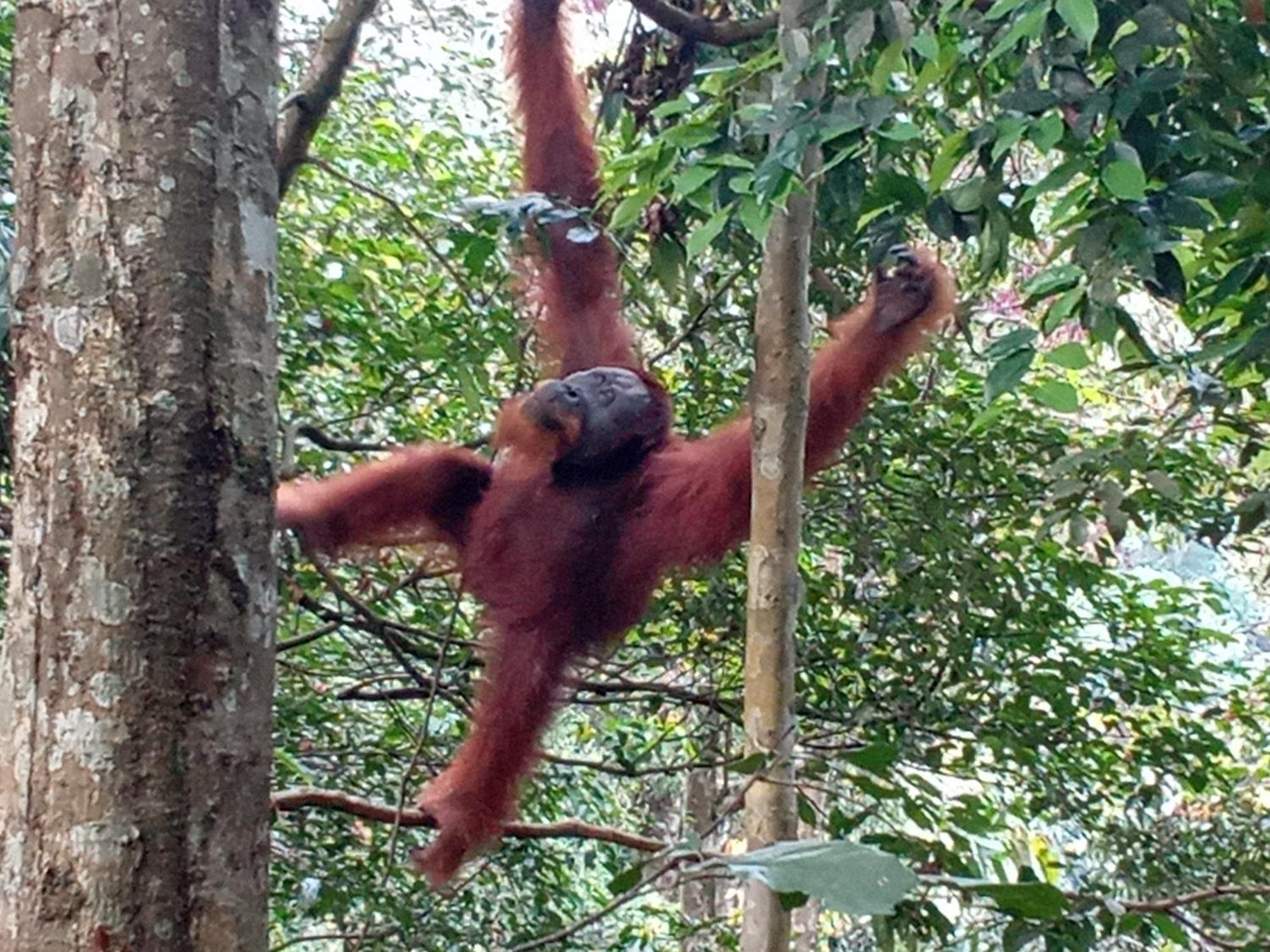 Jungle Treking & Jungle Tour If You Want To Stay Here,You Must Book Treking Only With Us Bukit Lawang Exterior photo
